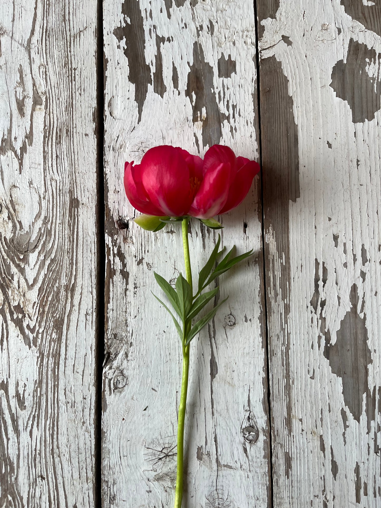 Pivoine - Flame