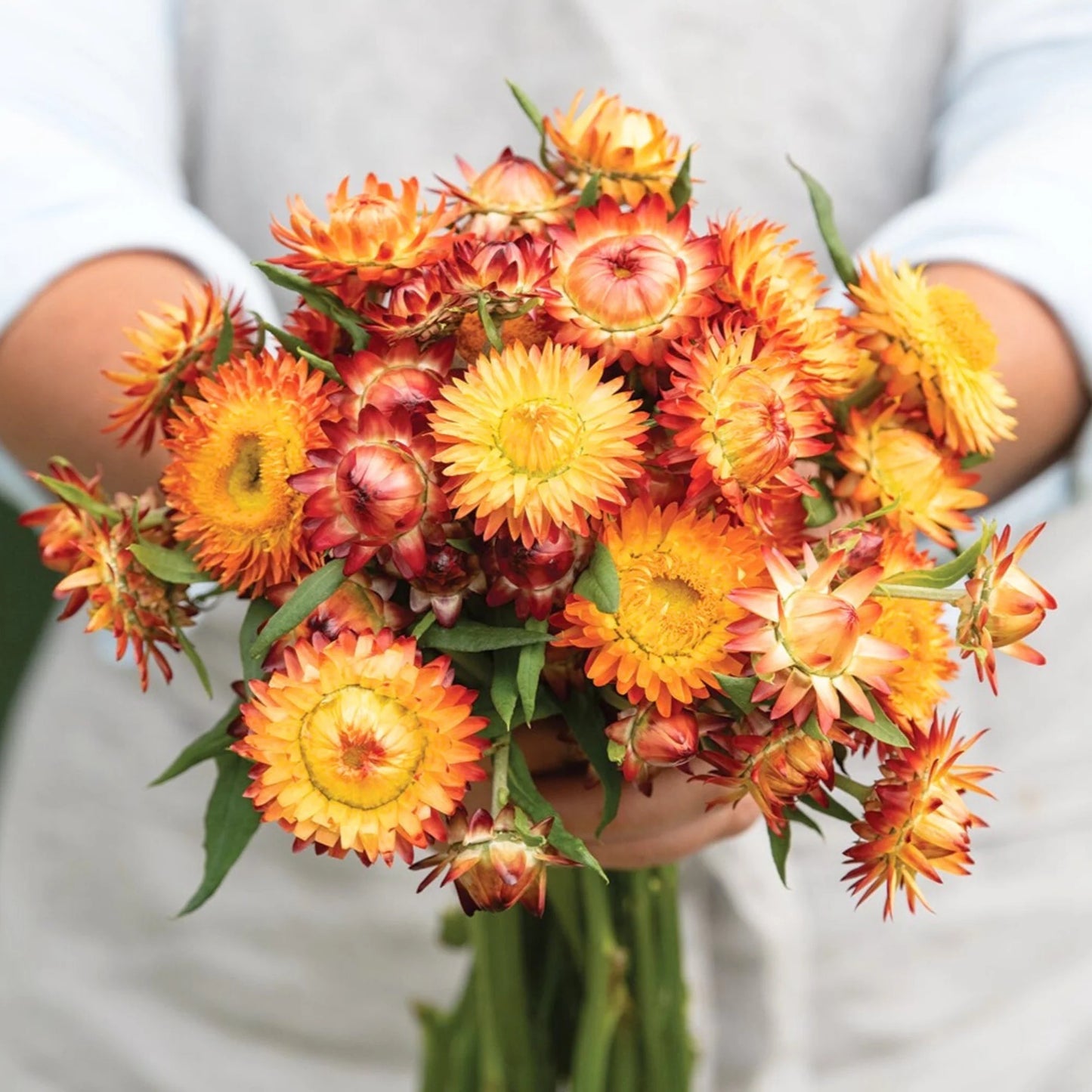 Immortelle - Orange