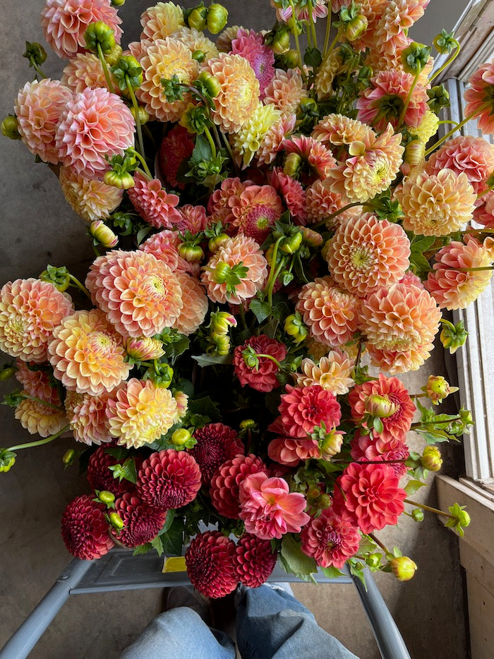 Dahlia - Mix