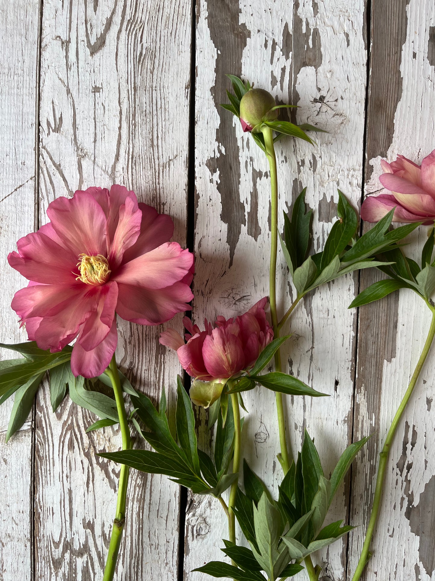Pivoine - Julia Rose