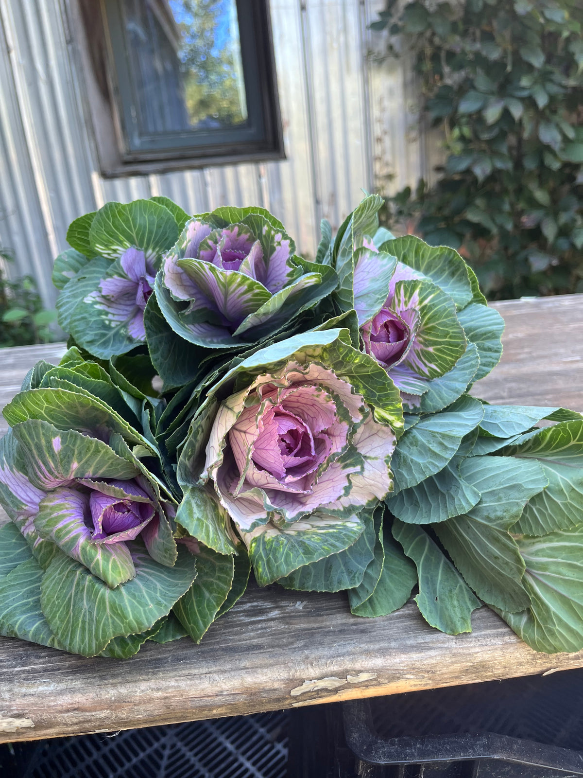 Chou Décoratif - Mauve