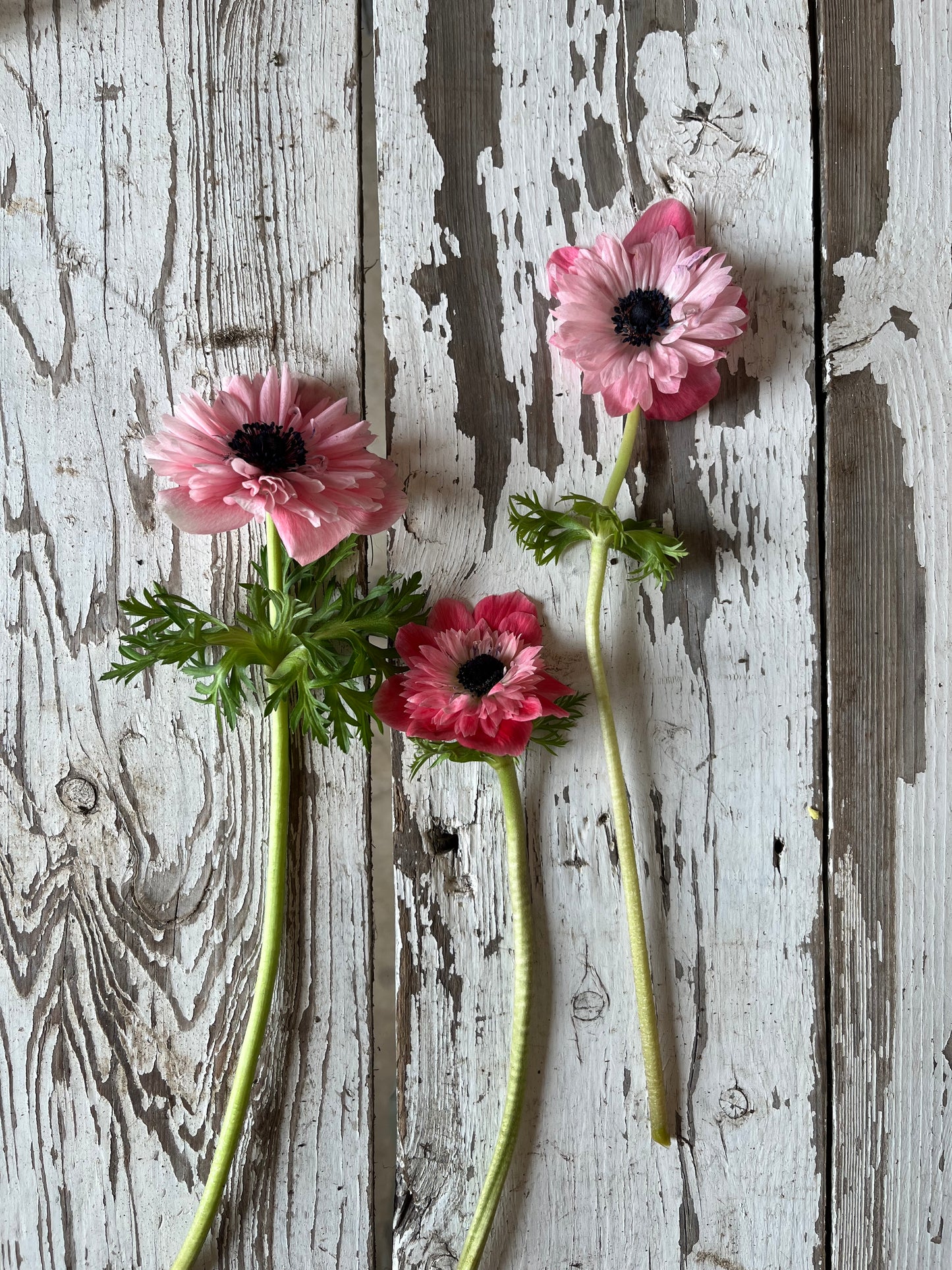 Anémone double - Levante Rosa