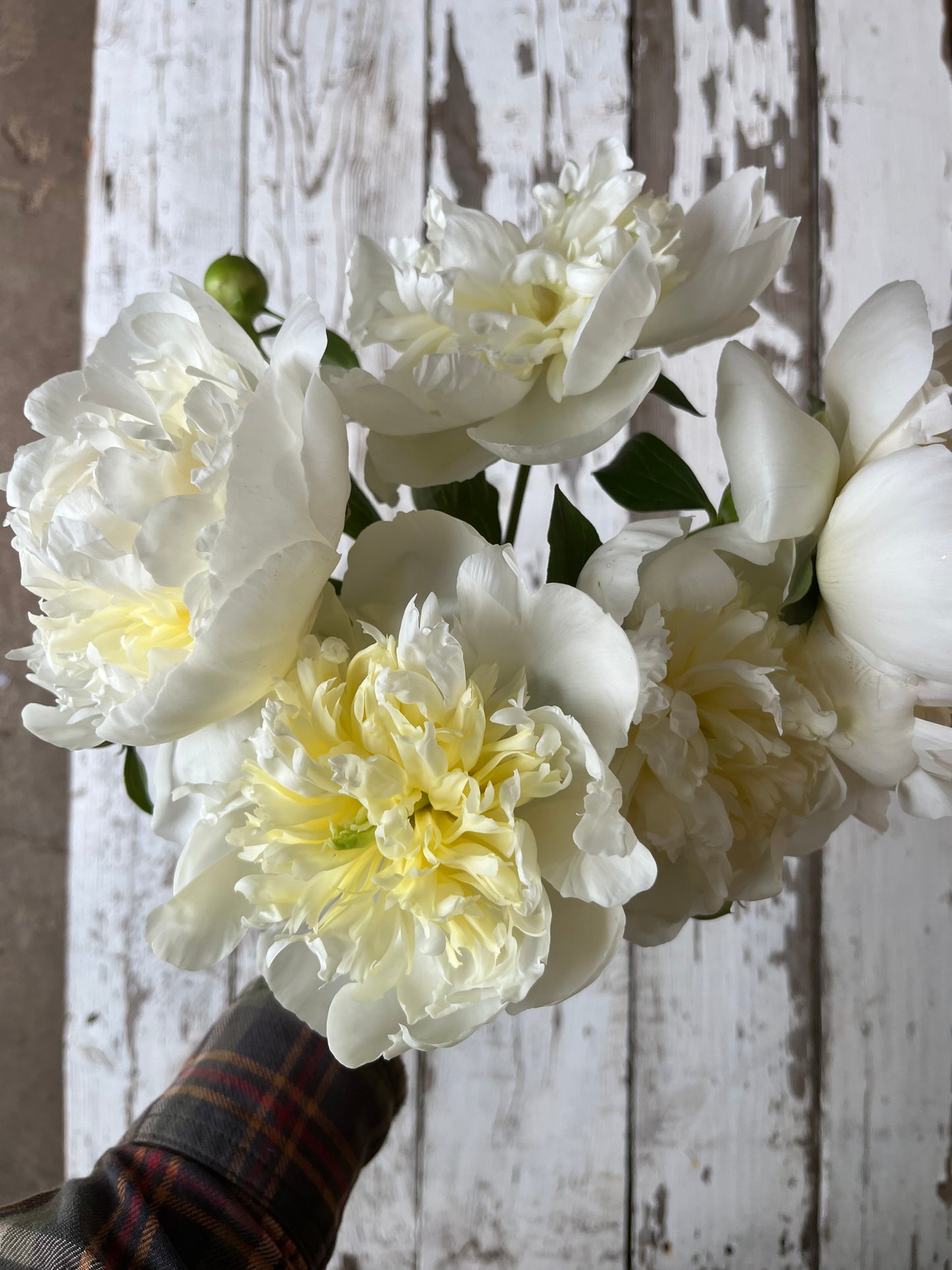 Pivoine - Duchesse de Nemours
