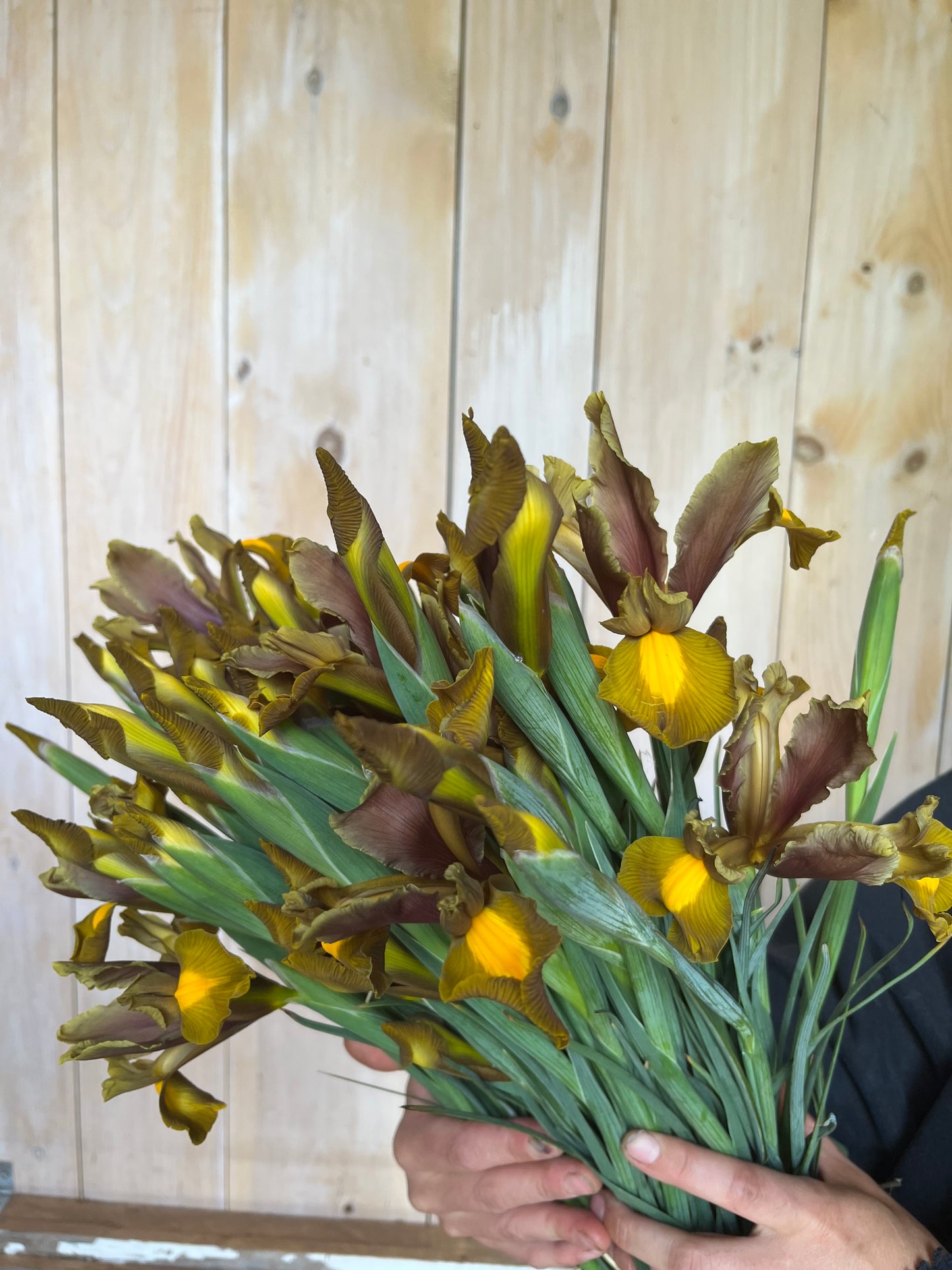 Iris - Autumn fire