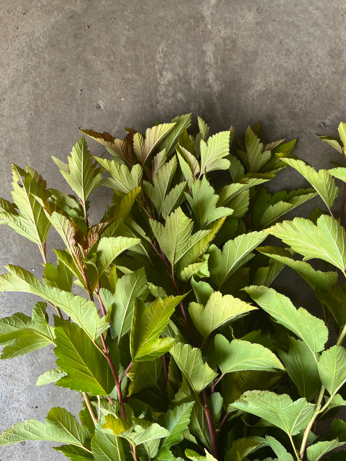 Physocarpus - Dart's gold