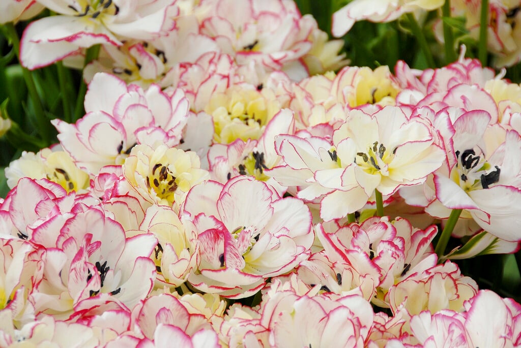 Tulipe double - Belicia