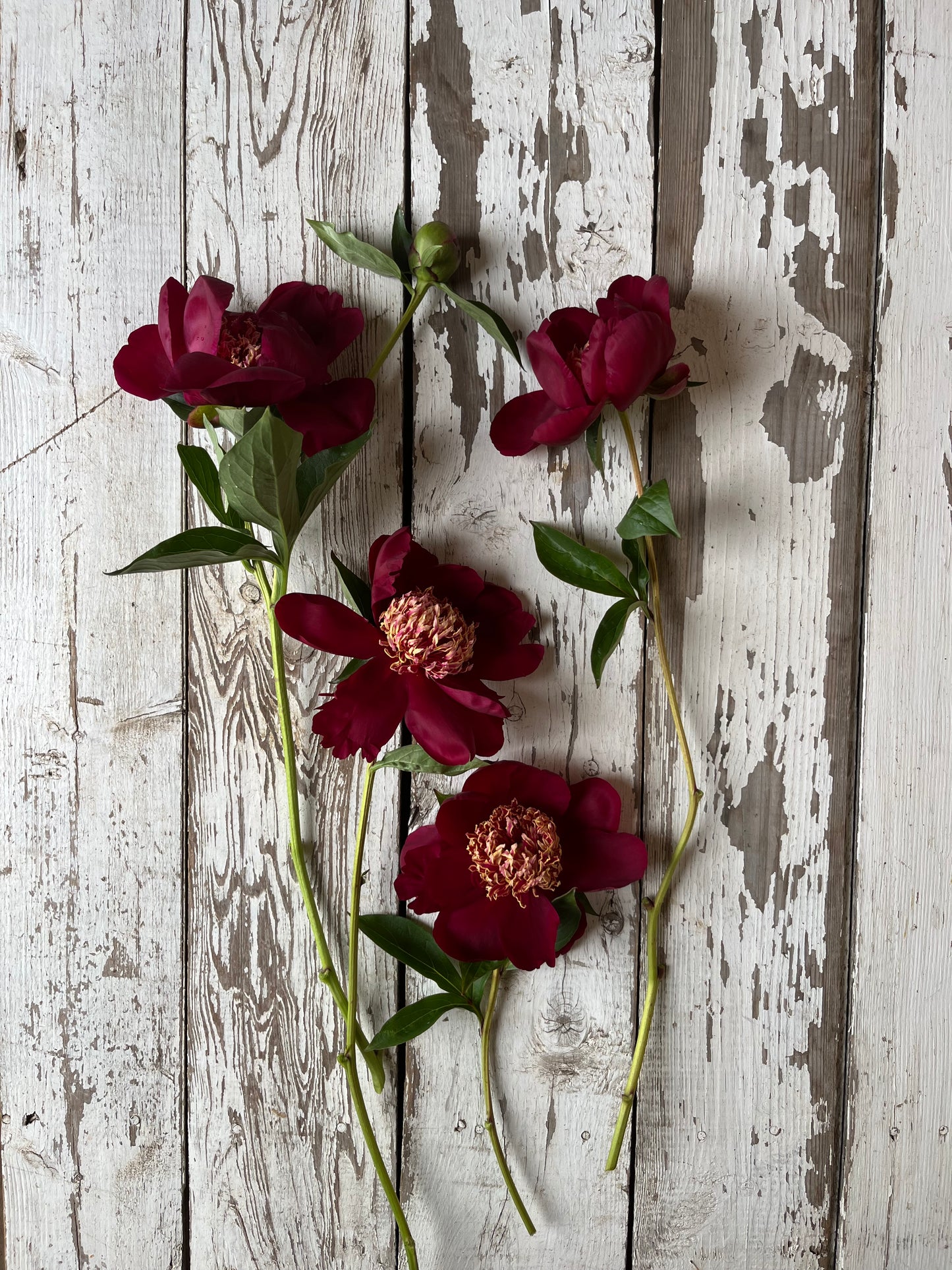 Pivoine - Nipon