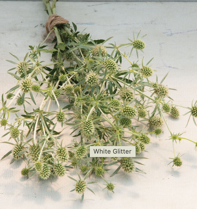 Erygnium - Blanc