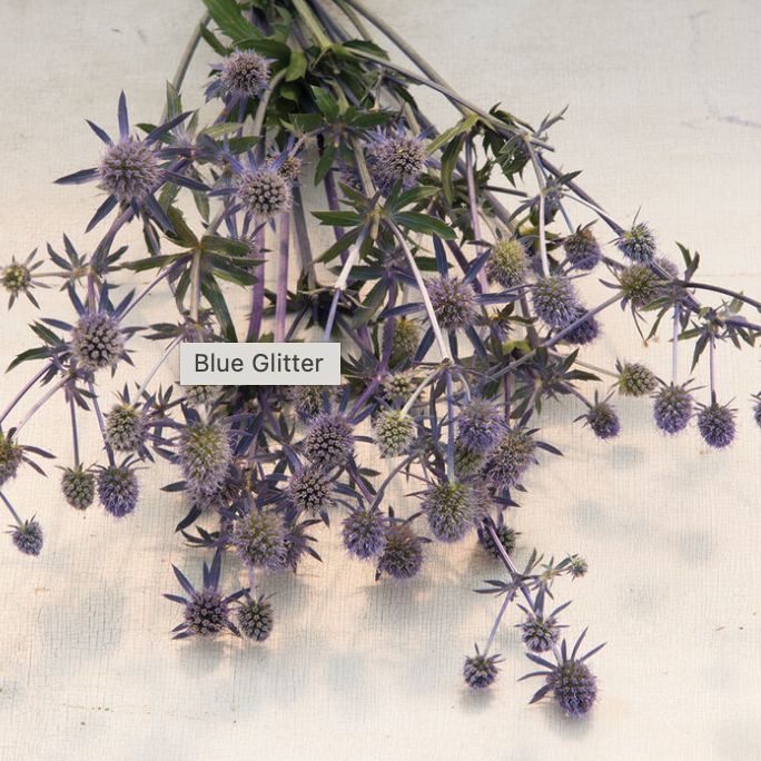 Erygnium - Bleu- SÉCHÉ