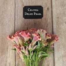 Celosia Delphi - Pearl