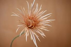 Chrysanthème - Bronze Rayonette