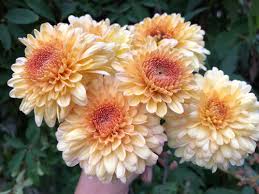 Chrysanthème - Buff Margaret