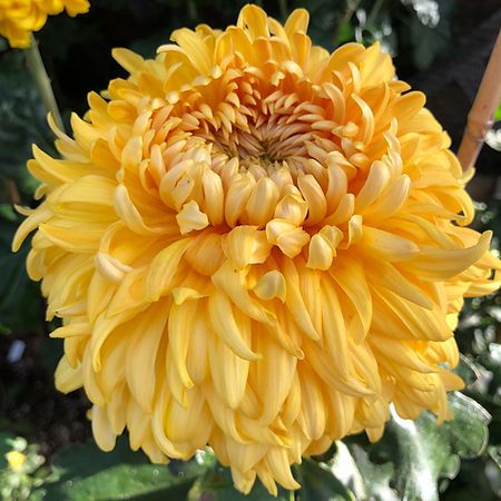 Chrysanthème - Golden Courtier