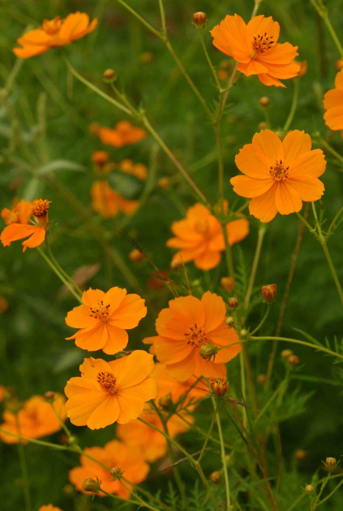 Cosmos - Agrumes mélangées