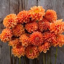 Dahlia - Maarn