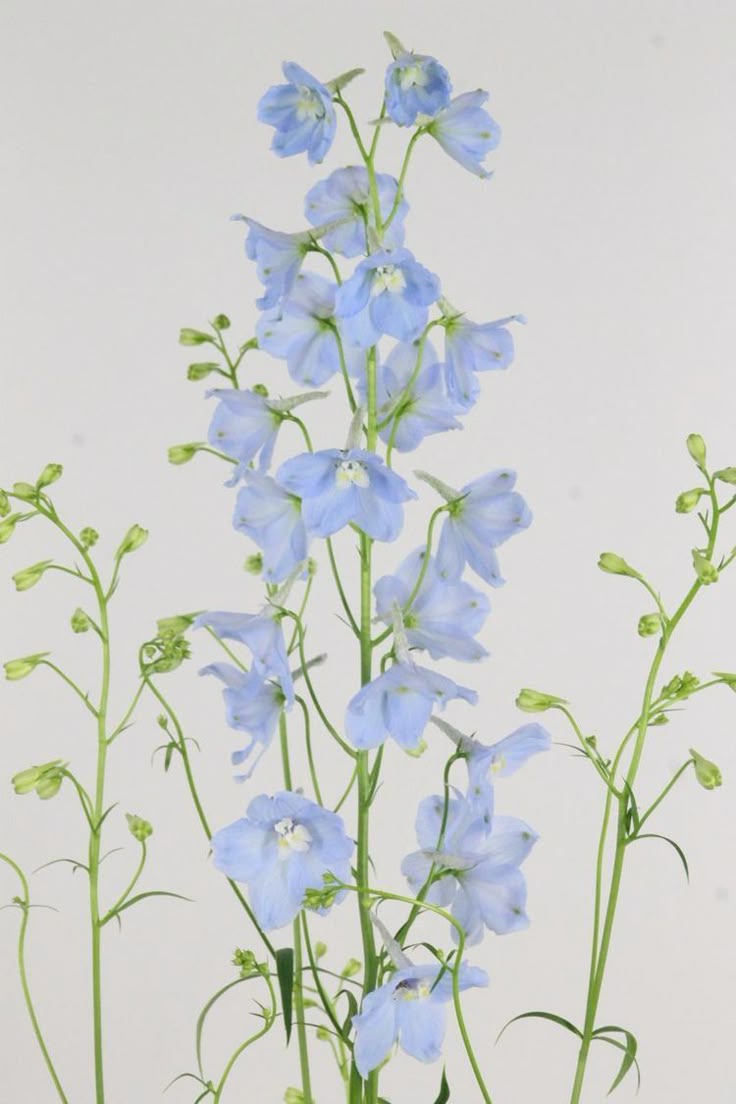 Delphinium - Papillon Bleu