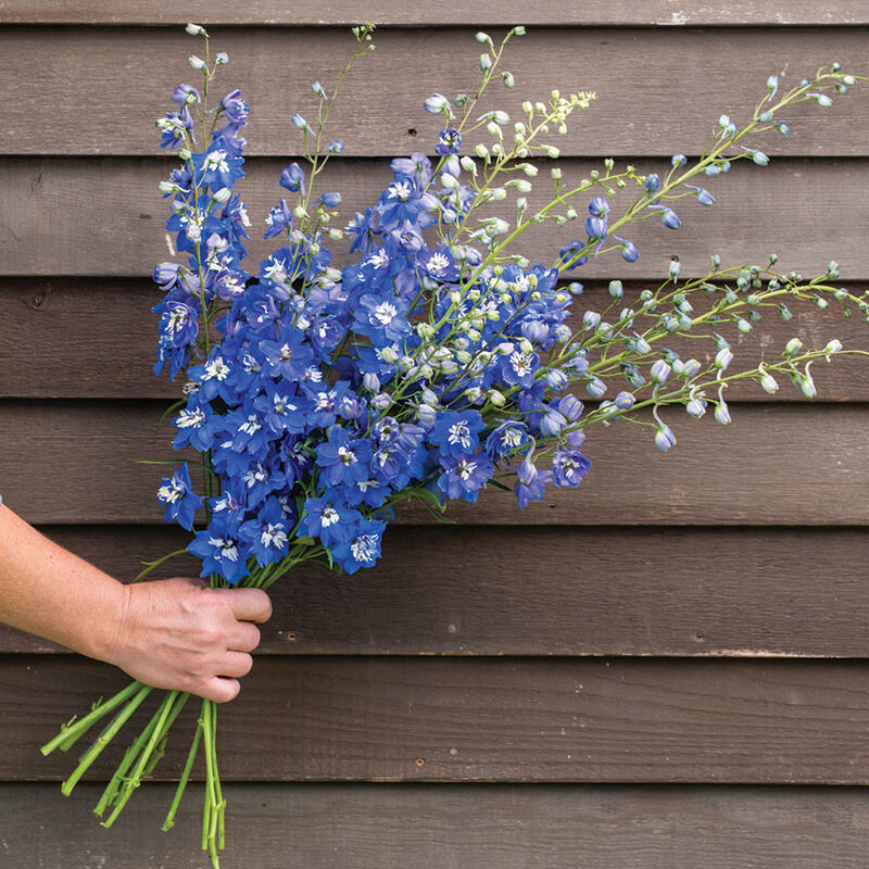 Delphinium - Bleu