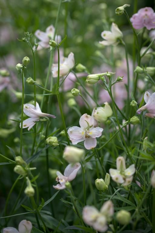 Delphinium - Papillon rose