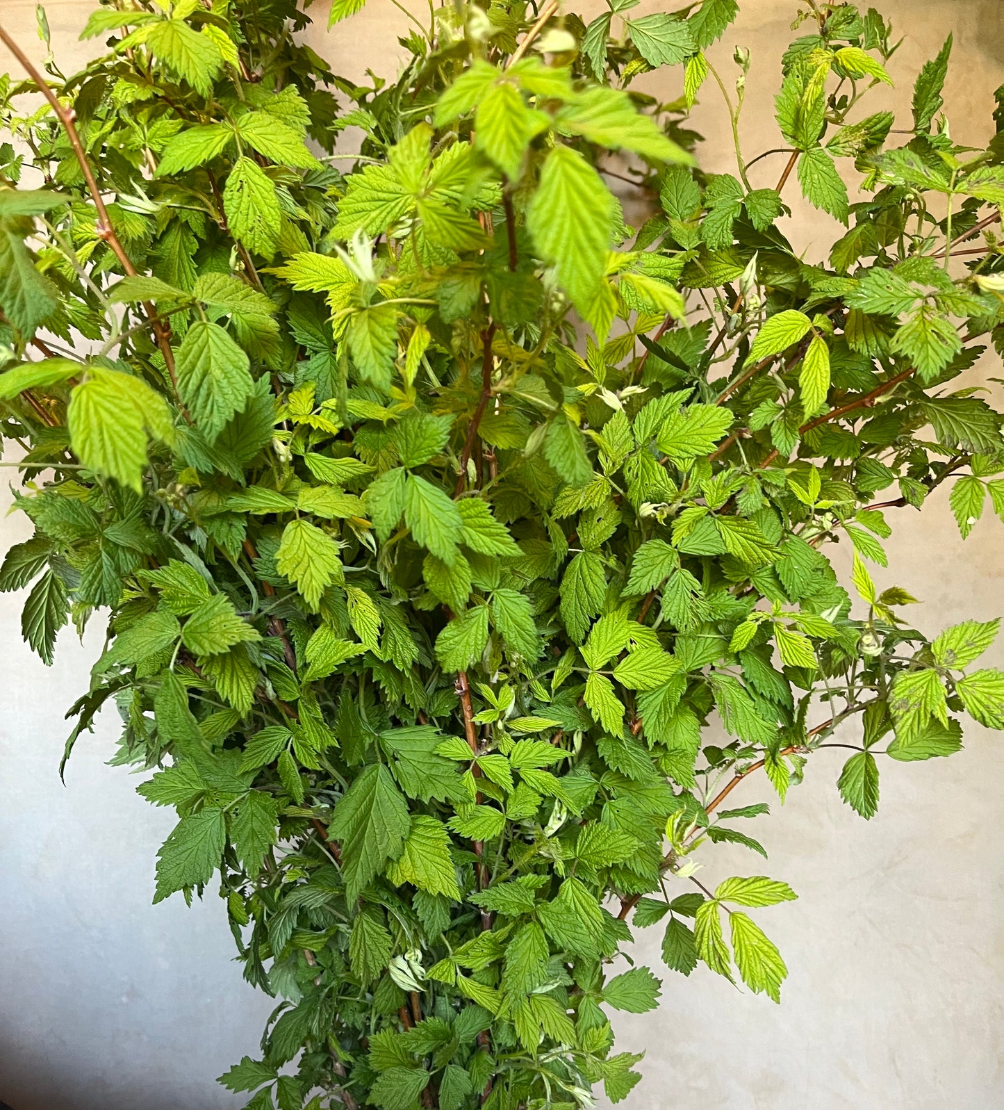 Framboise sauvage