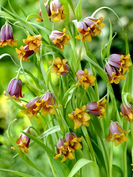 Fritilaire - Uva vulpis