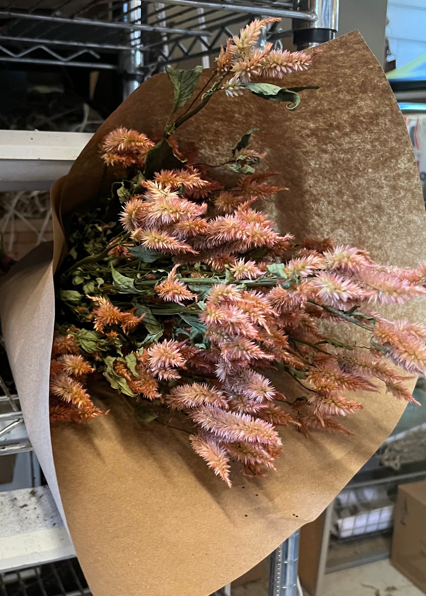 Celosia spicata - Terracotta- SÉCHÉE - 40 tiges