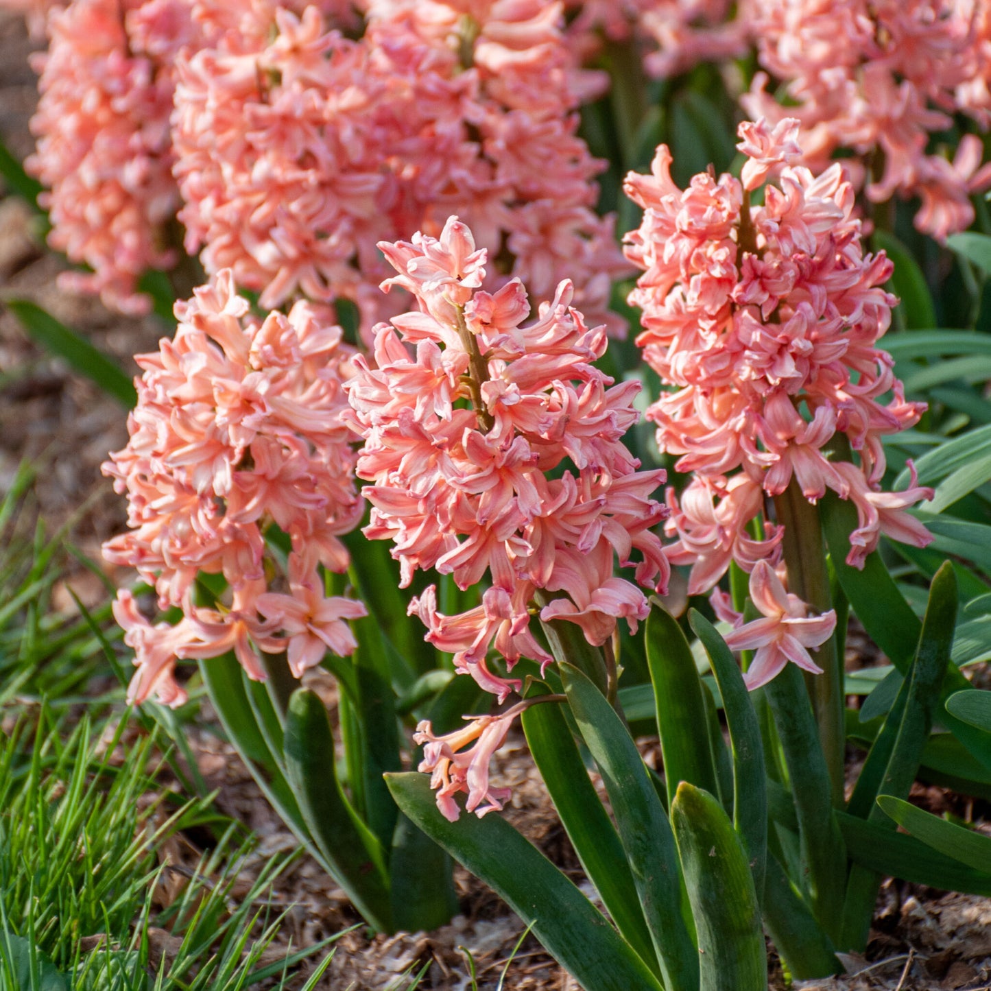 Jacinthe - Gipsy Queen