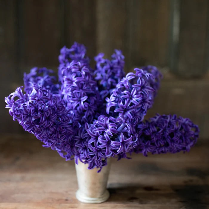 Jacinthe - Blue jacket - PÂQUES