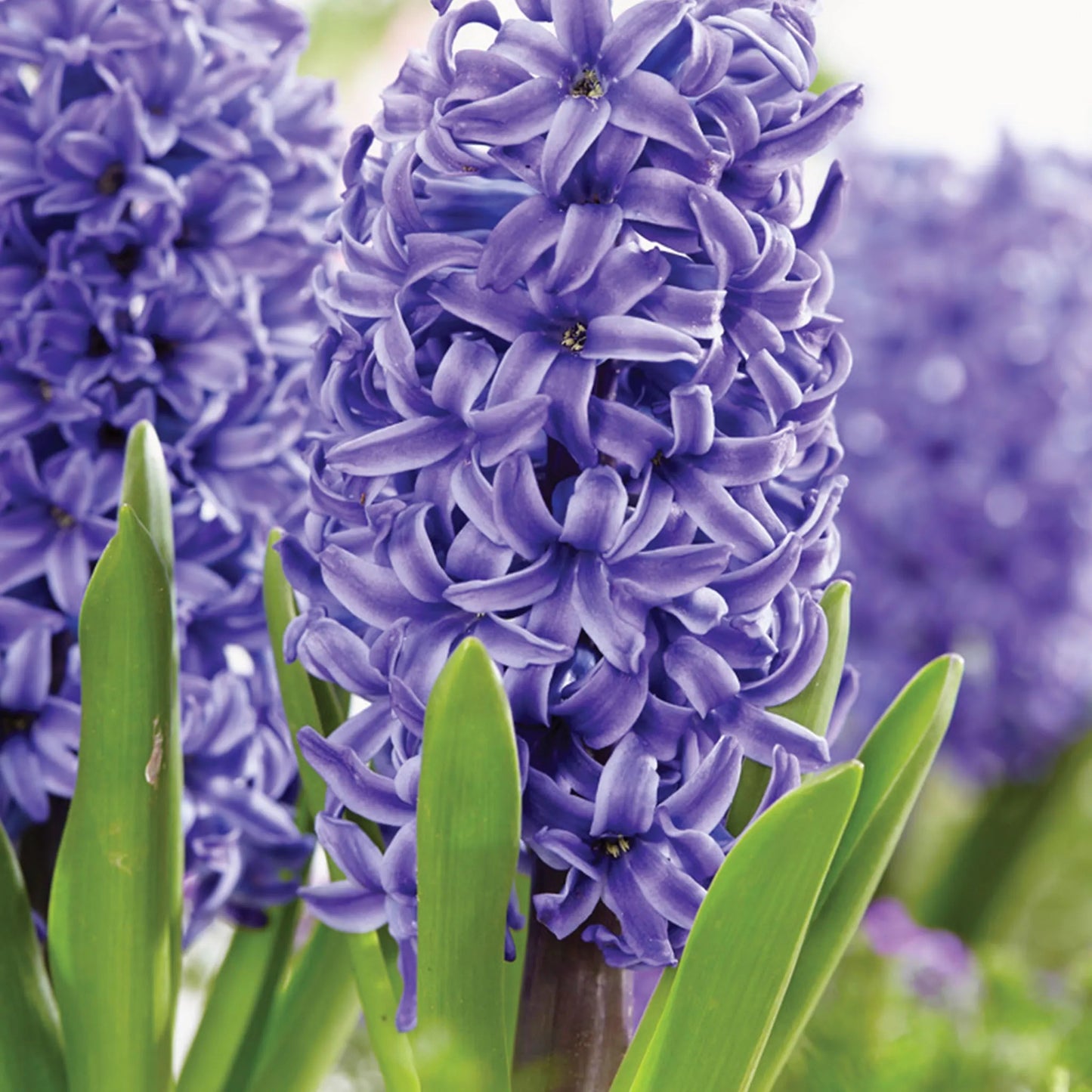 Jacinthe - Blue pearl