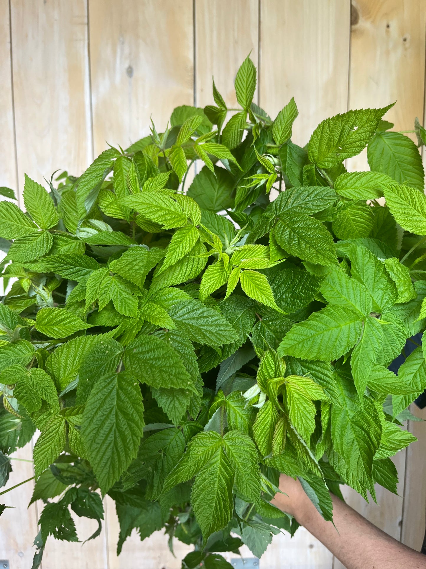 Framboise sauvage