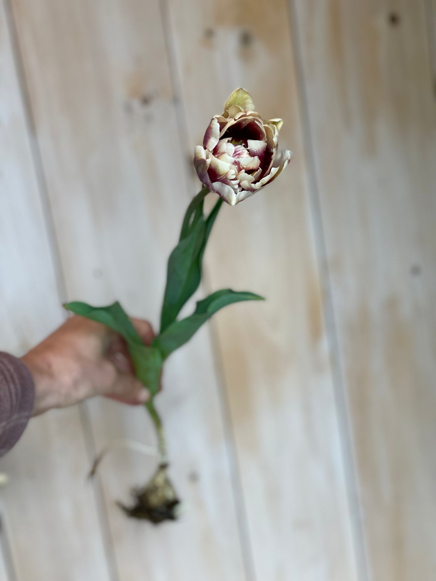 Tulipe double - Wyndham