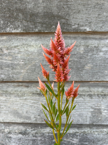 Celosia spicata - Terracotta