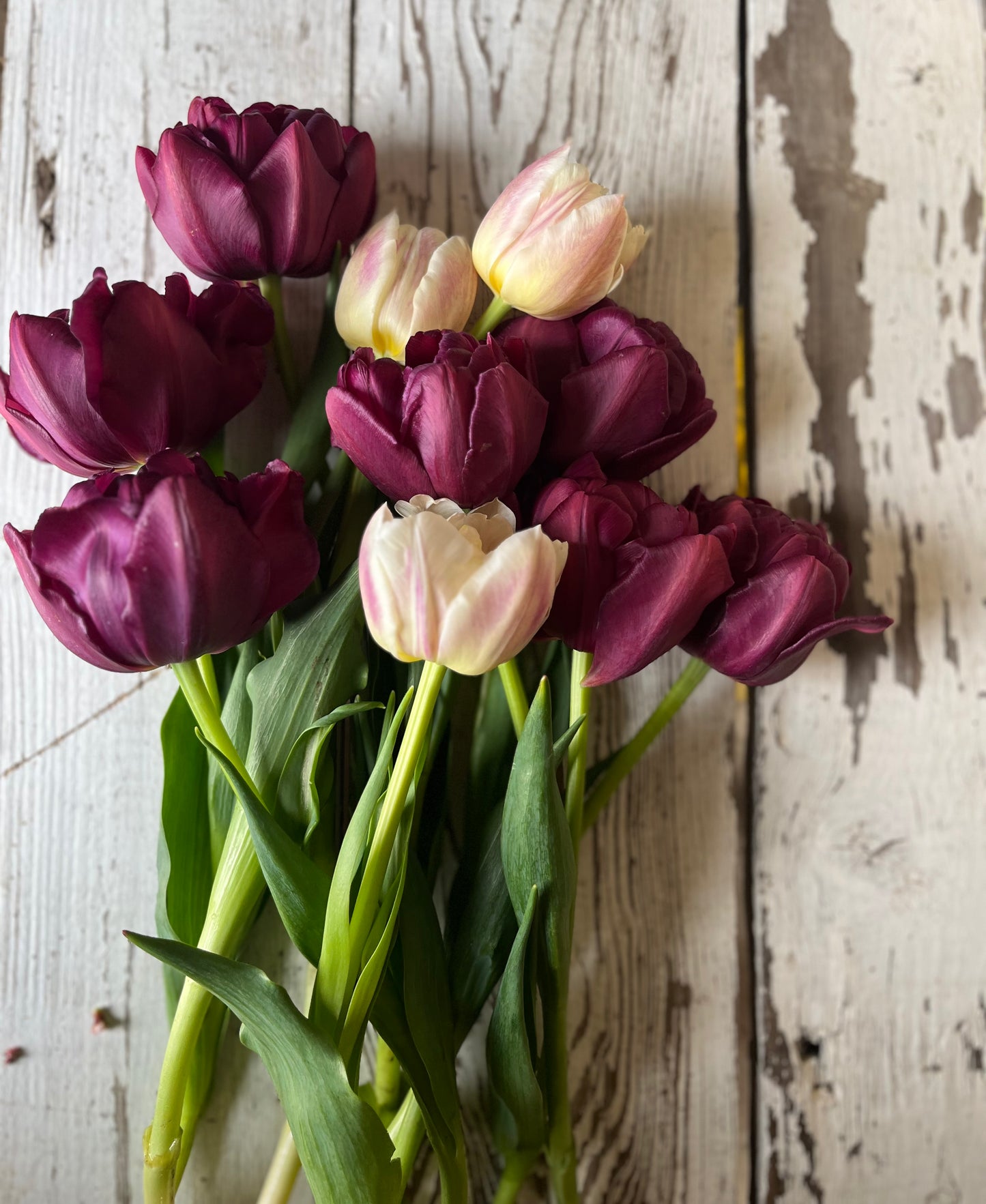 Bouquet de tulipes