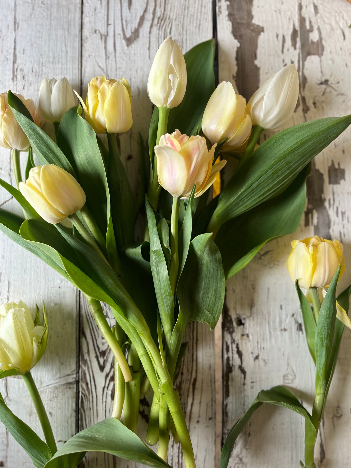 Bouquet de tulipes