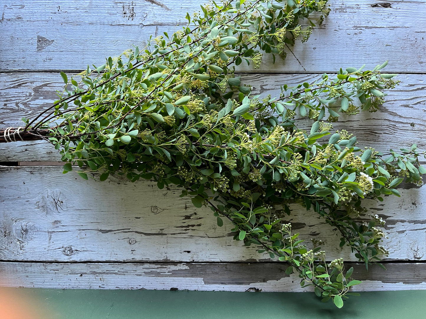 Spirée - Bridal wreath - FDM
