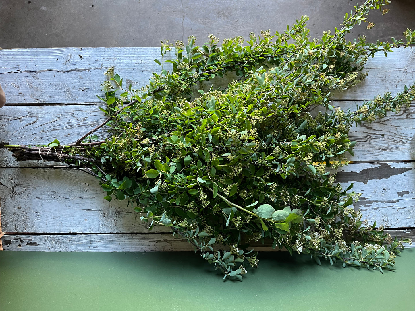 Spirée - Bridal wreath