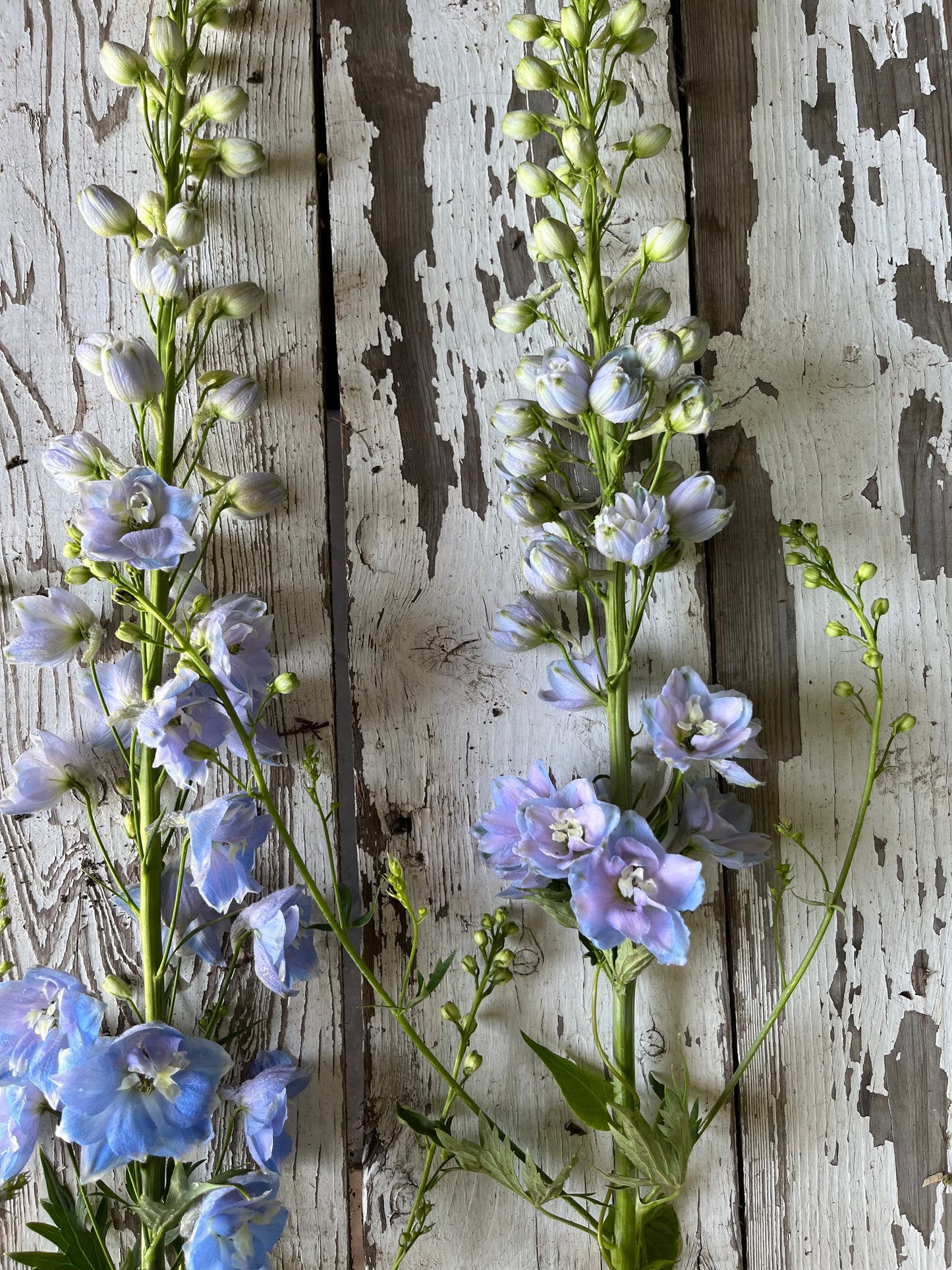 Delphinium - Bleu ciel