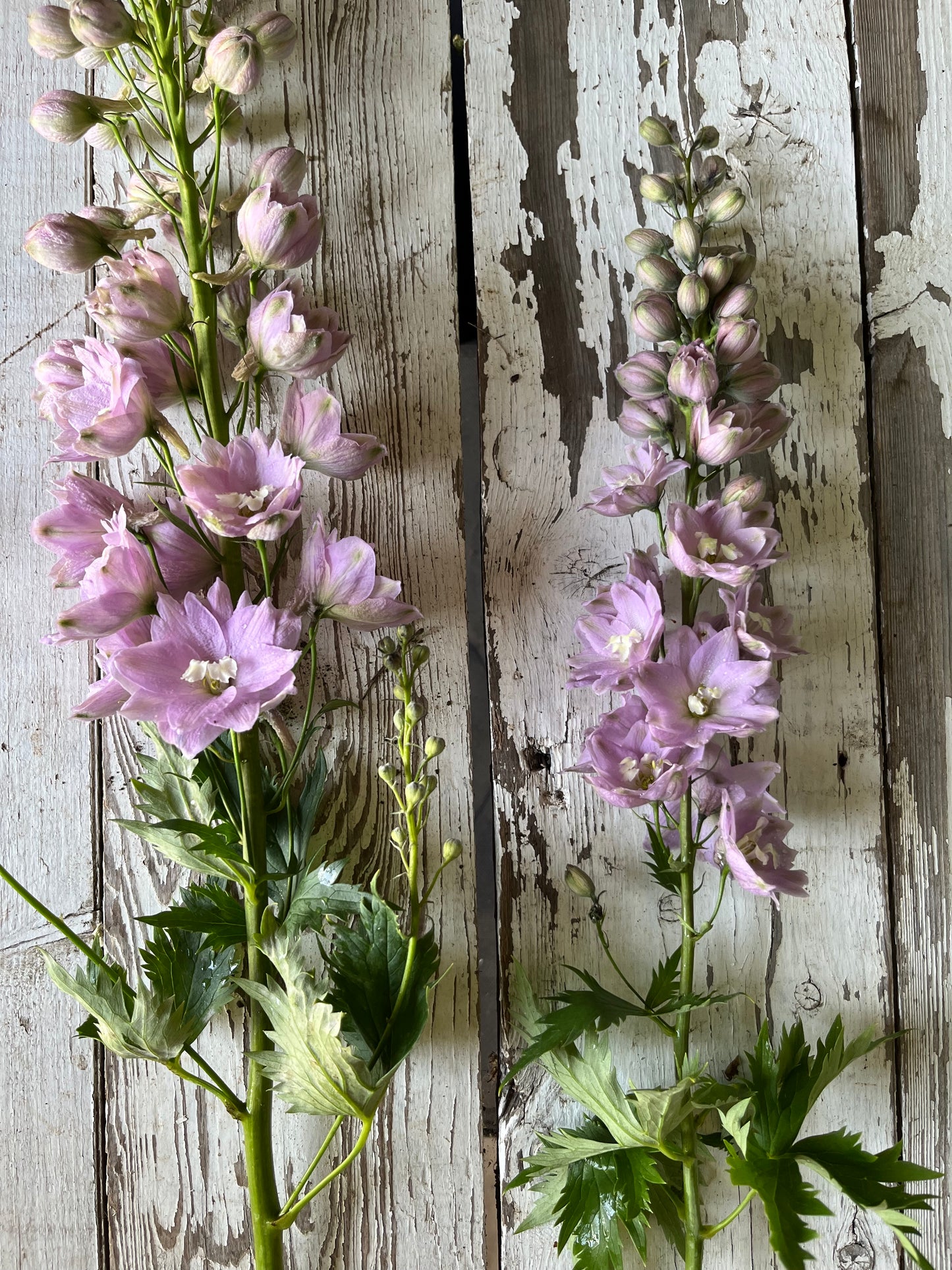 Delphinium - Lavande