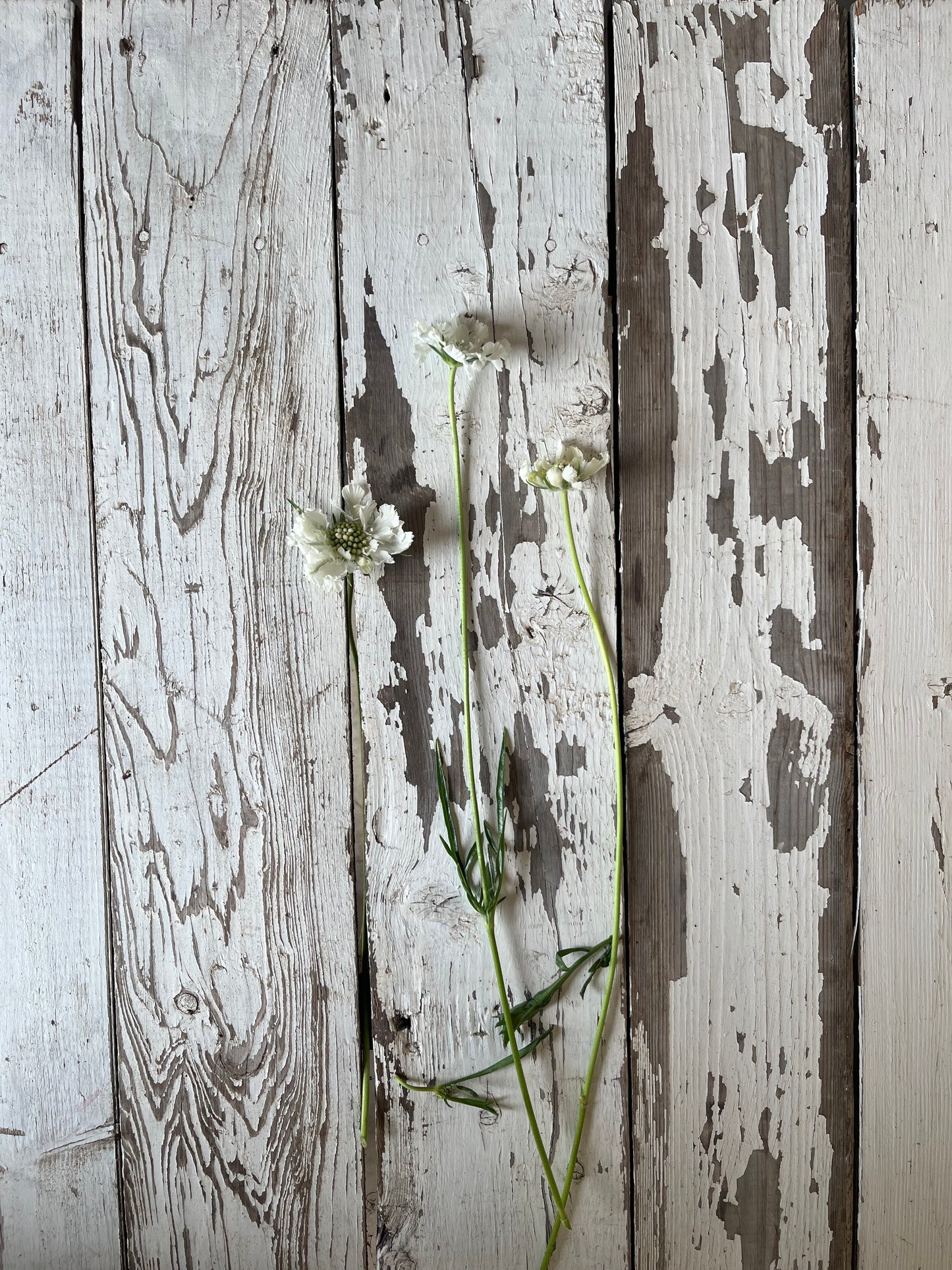 Scabieuse Fama - Blanche