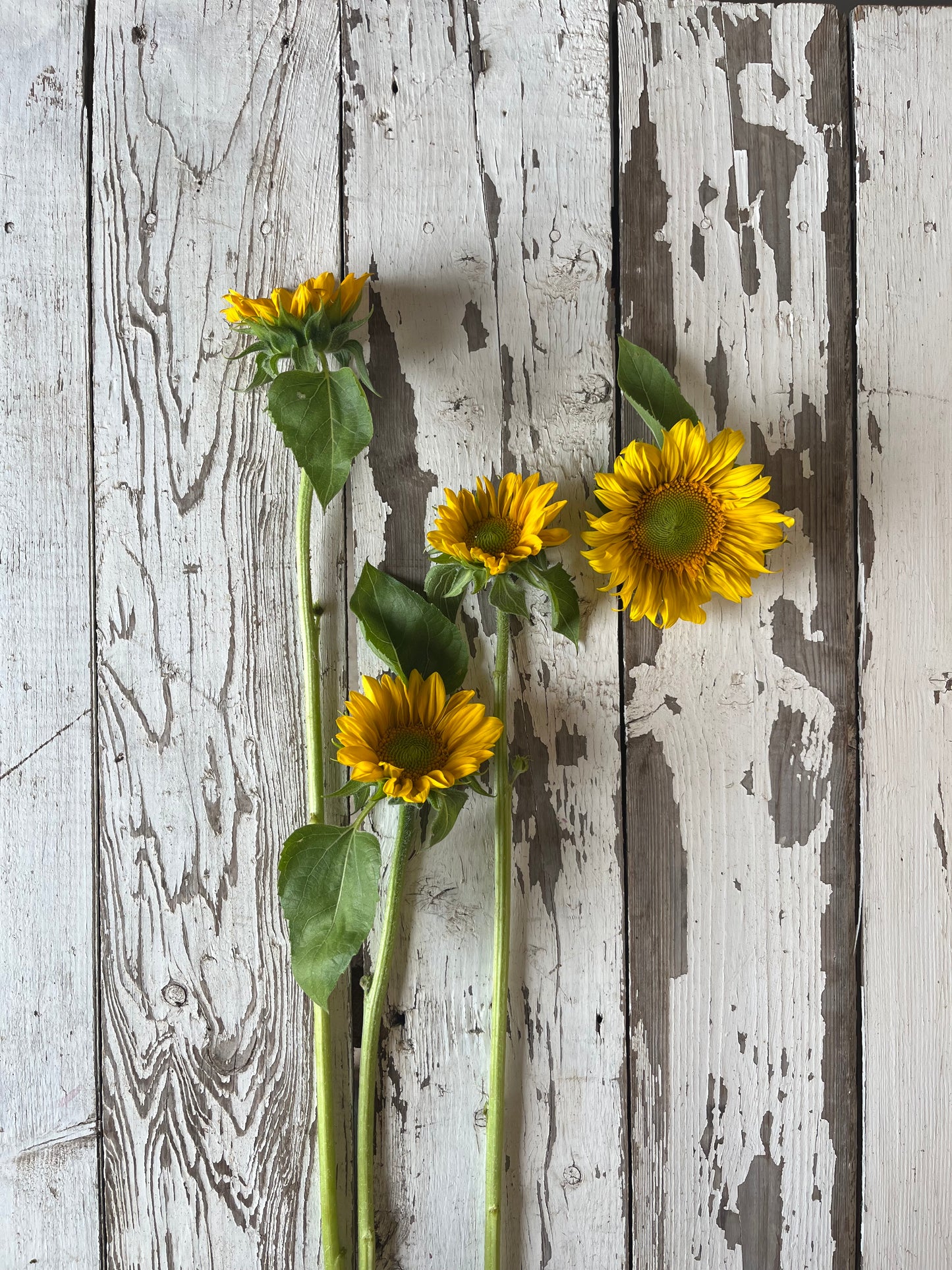 Tournesol - Golden