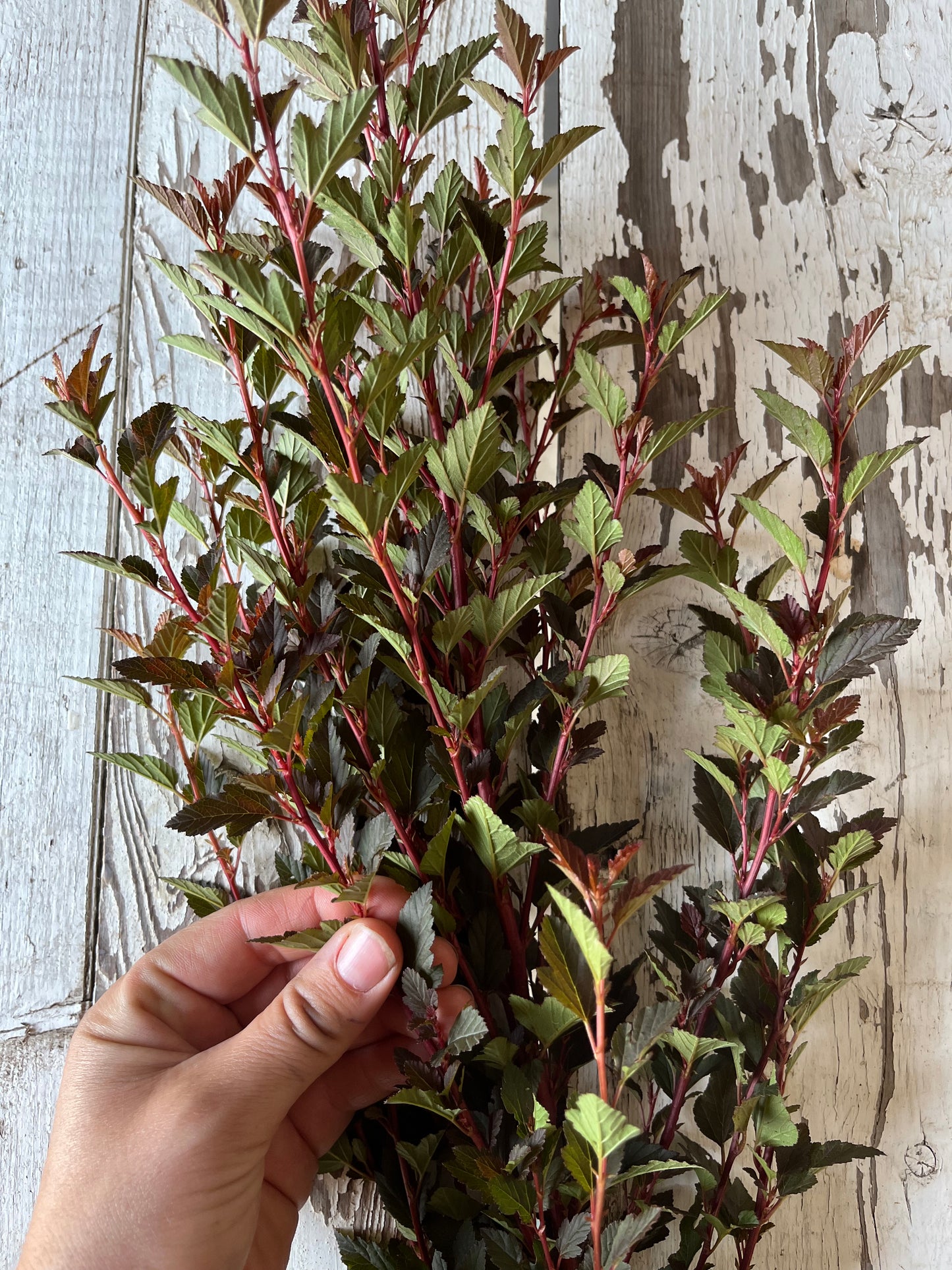 Physocarpus - Sweet cherry tea