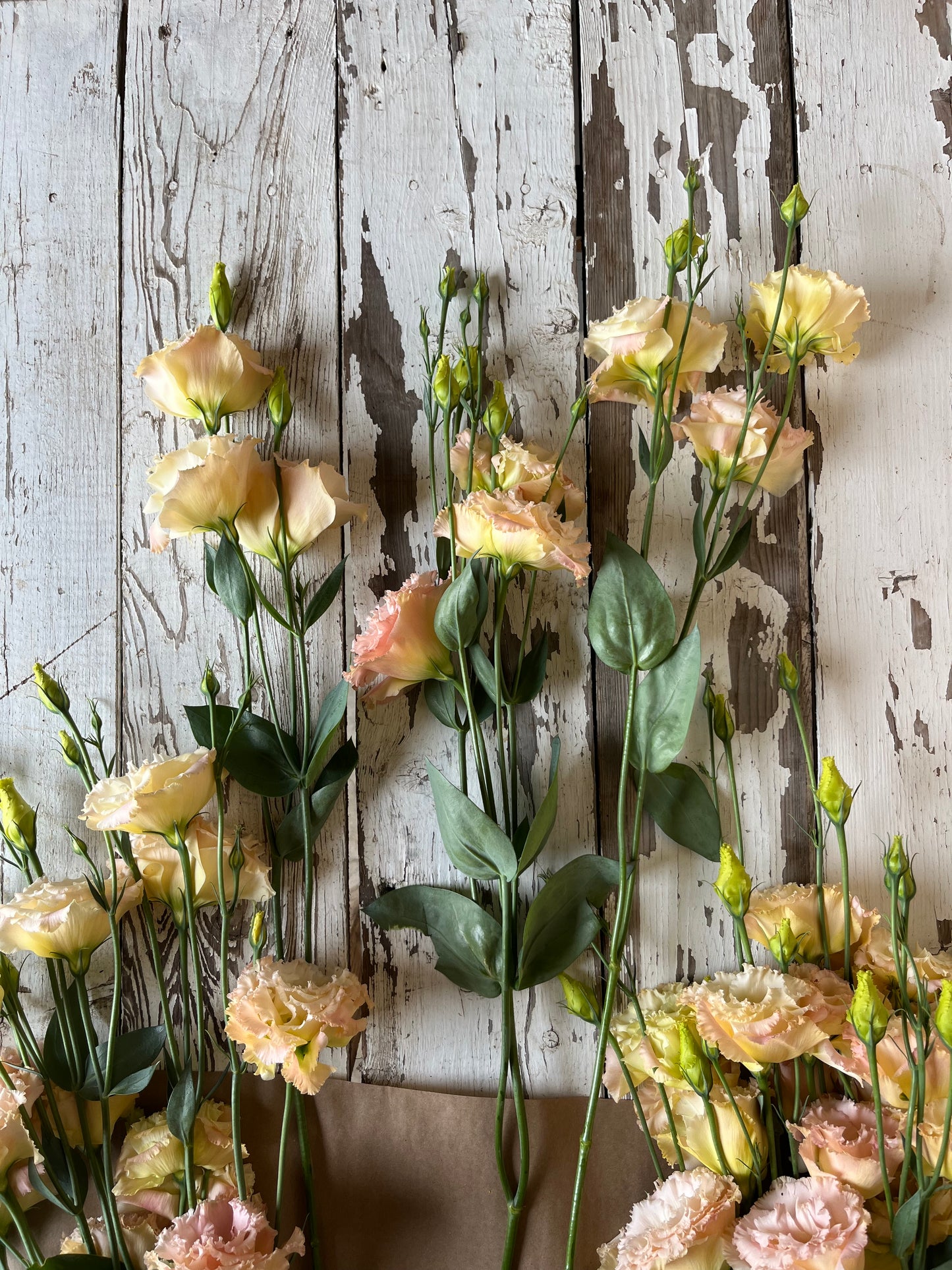 Lisianthus frisé - Champagne