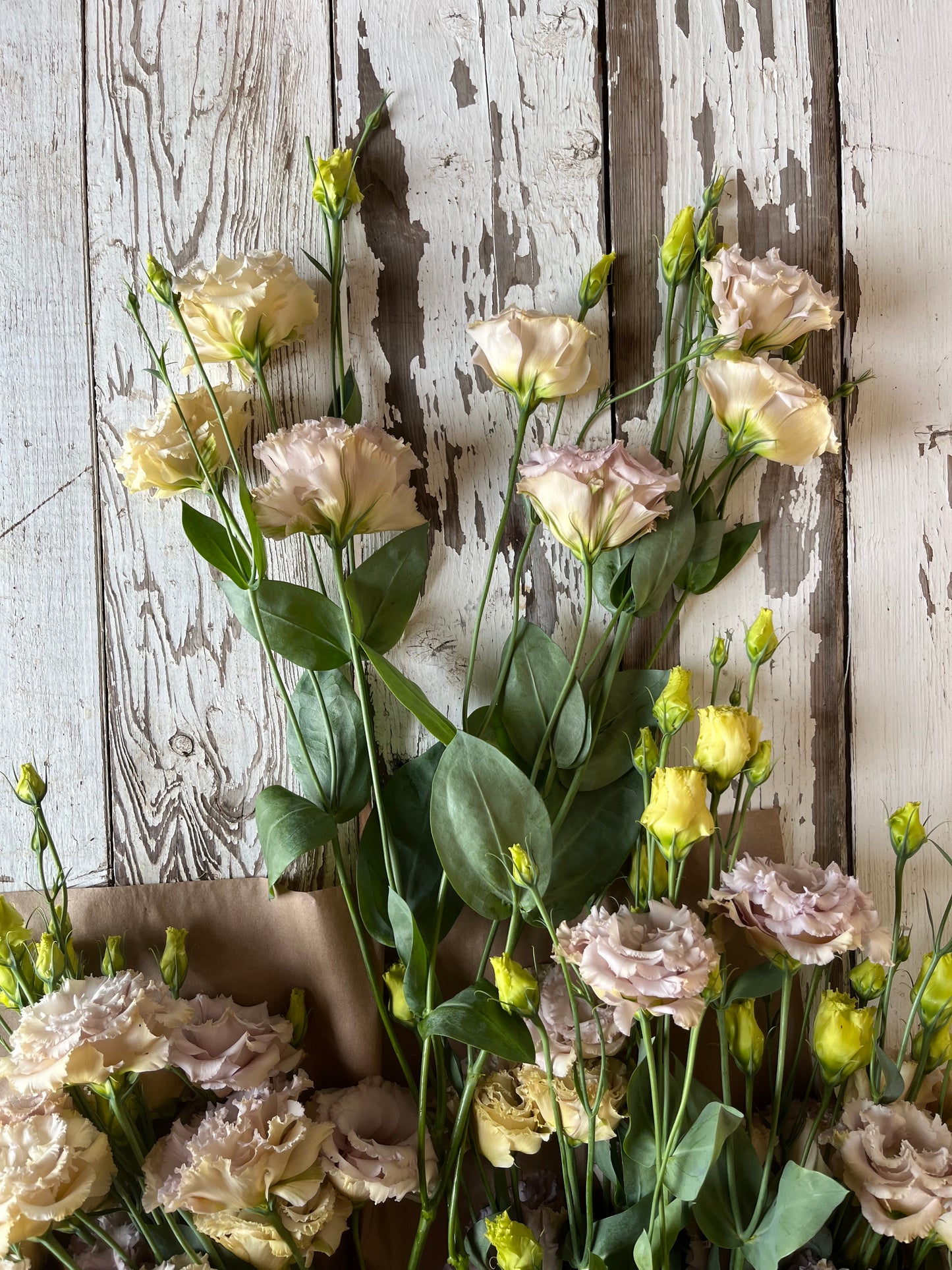 Lisianthus Frisée - Dusty