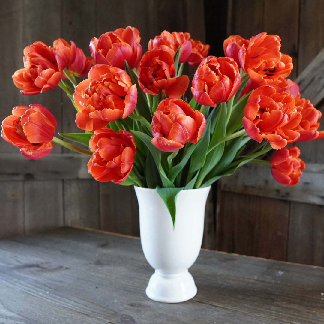 Tulipe double - Icoon