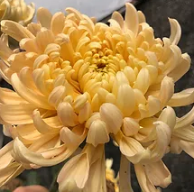 Chrysanthème - Krabi