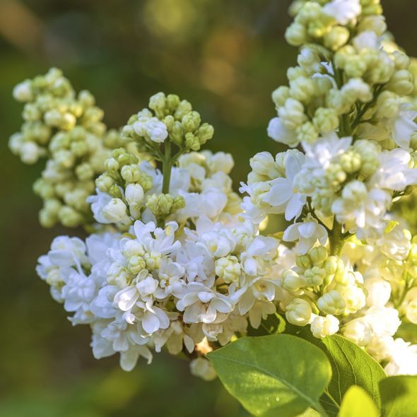 Lilas - Mme. Lemoine