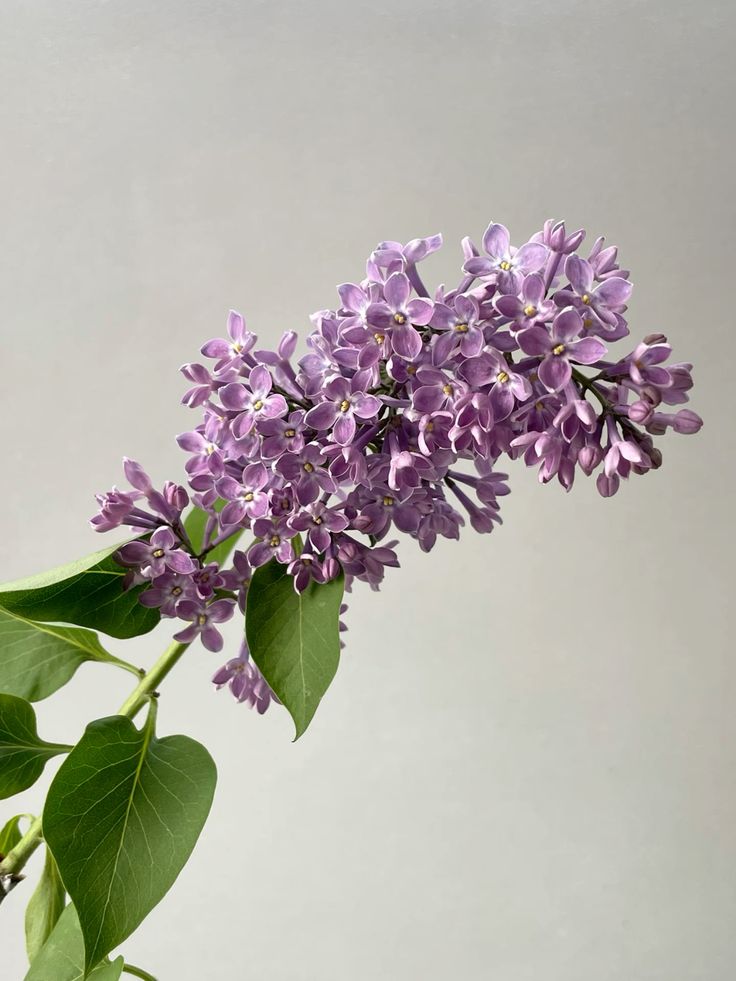 Lilas - firamamant