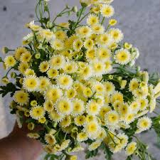 Matricaria lime
