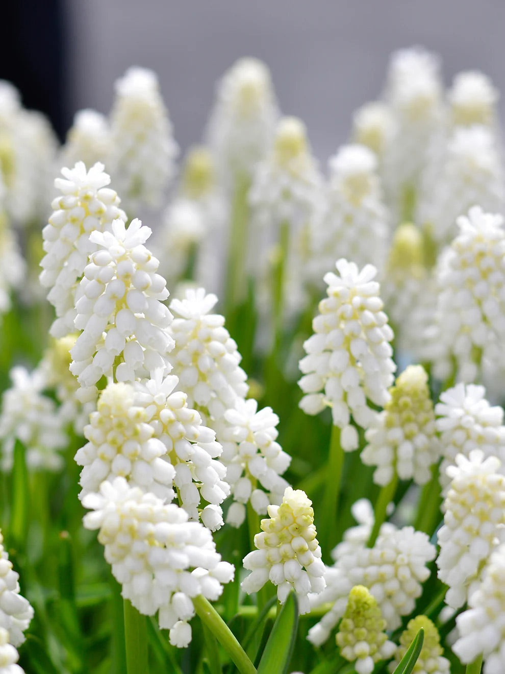 Muscari - White magic