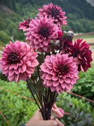 Dahlia - Night Silence