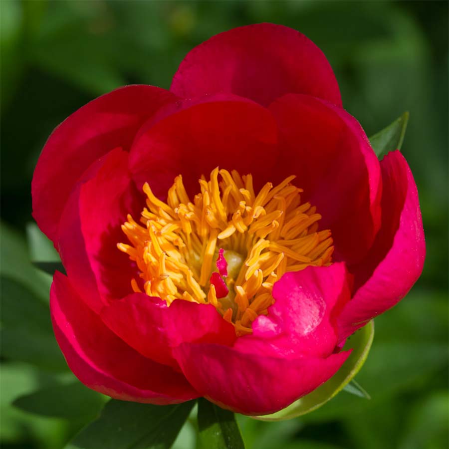 Pivoine - Flame